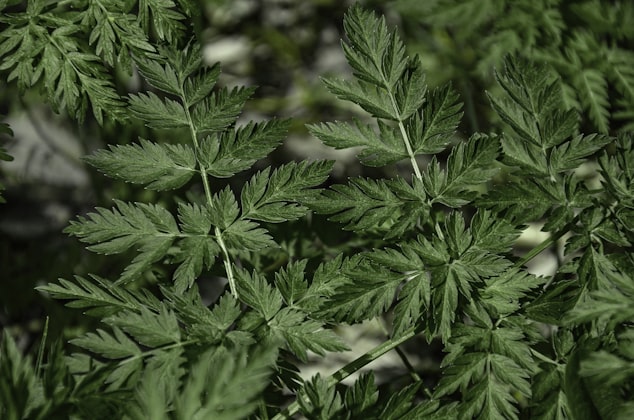 Artemisia