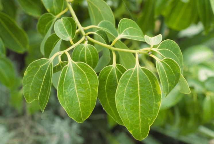 Cinnamon leaves