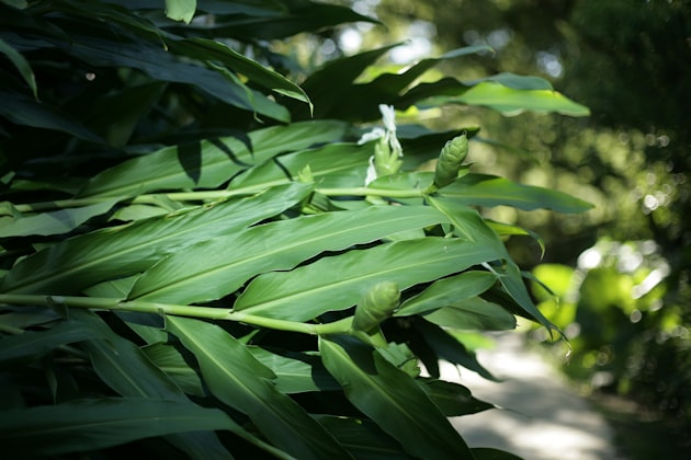 Cardamomo