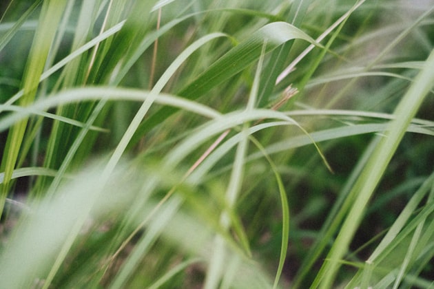 Citronella