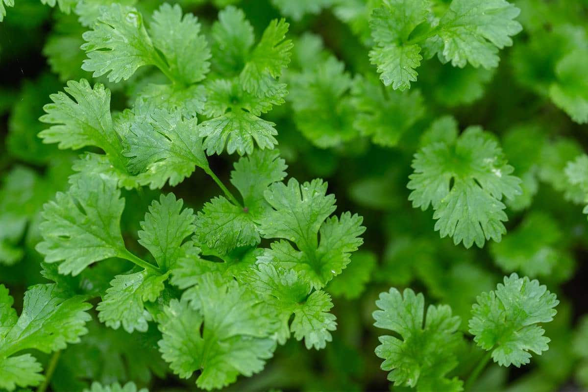 Coriander (leaves)