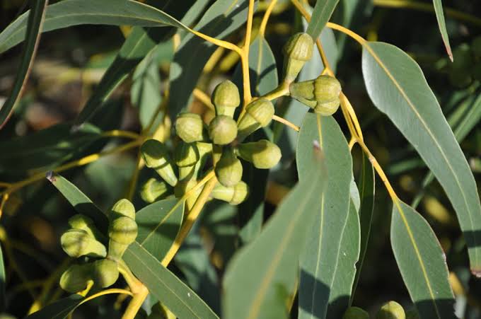 Eucalyptus Dives