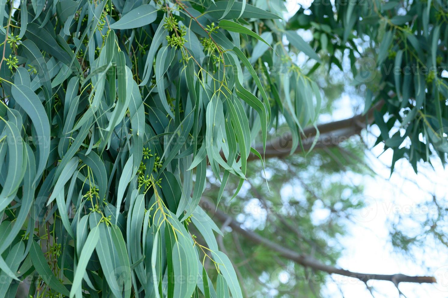 Eukalyptus Staigeriana