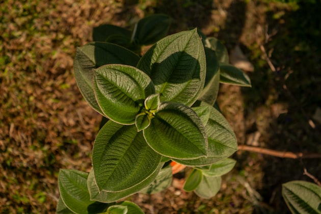 Galbano
