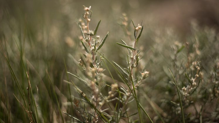 Kanuka