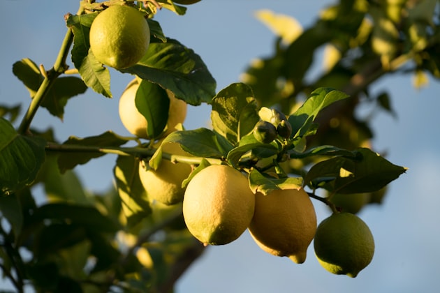 Limone