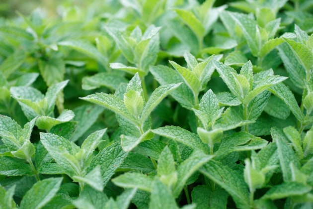 Menta bergamotto