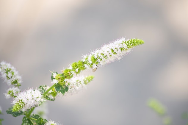 Mint variegata
