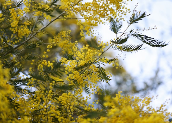 Mimosa