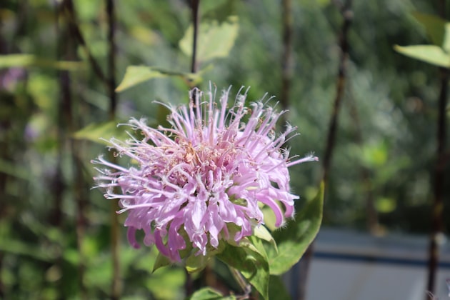 Monarda fistulosa