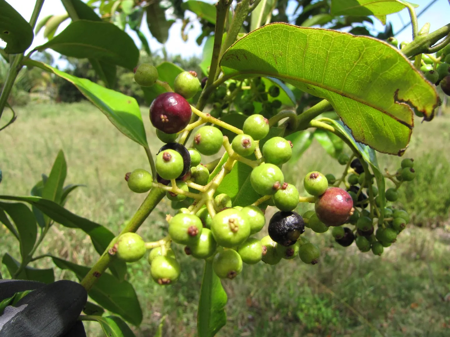 Pimento (berries)