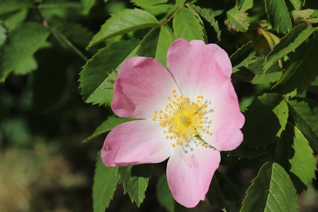 Moschusrose