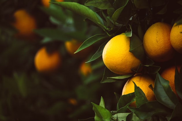 Tangerino