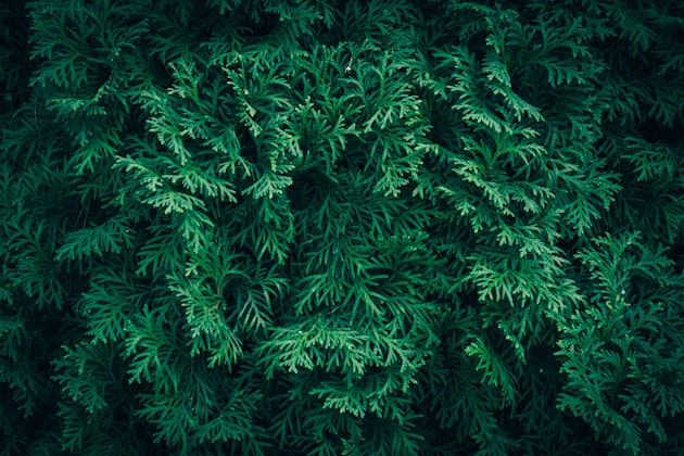 Thuja