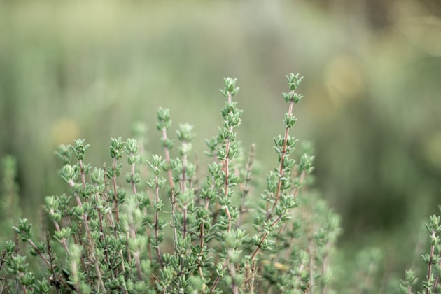 Thyme lemon