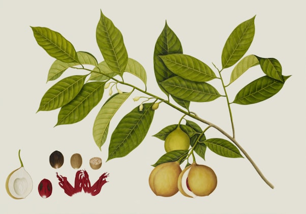 Balsamo del Tolu