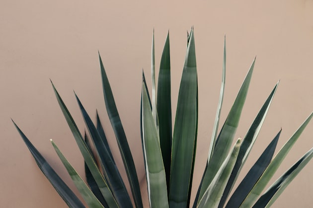 Tuberosa