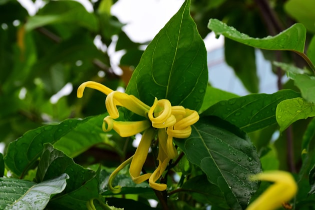 Ylang Ylang